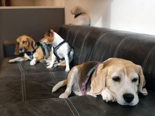 Beagle som koser seg i hundebarnehagen
