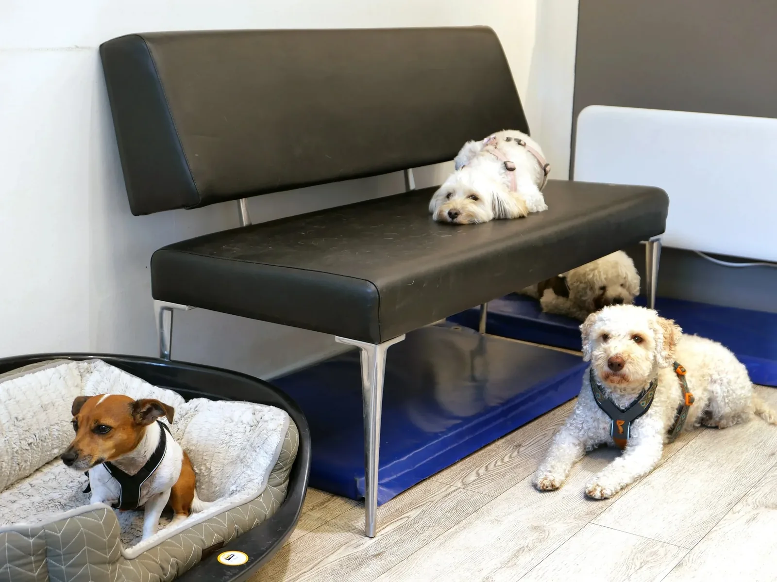Hunder i lokalet hos Hundeglede