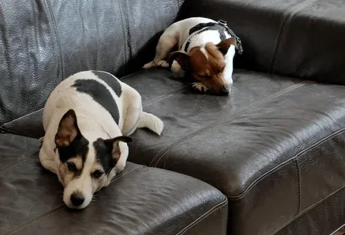 Hund som slapper av og får trygghet